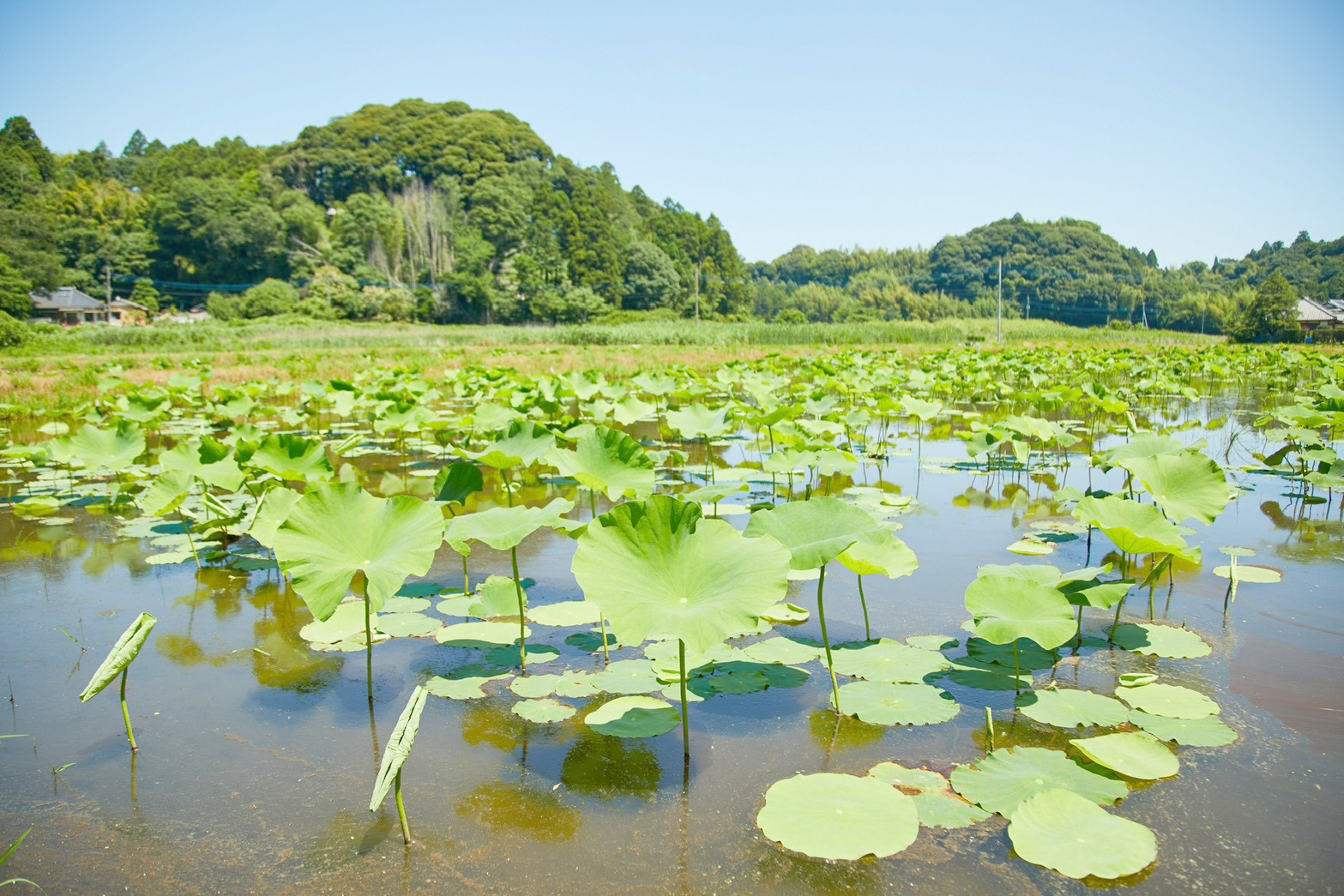 春の蓮根田と若い葉